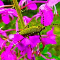 Июль...Жук-лептура на иван-чае! :: Владимир 