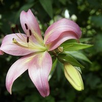 лилия.... :: Ольга Cоломатина лилия.... :: Ольга Cоломатина