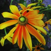 Красивая рудбекия :: Людмила Смородинская