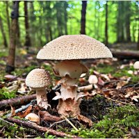 Мухомор серо-розовый. :: Валерия Комова Мухомор серо-розовый. :: Валерия Комова