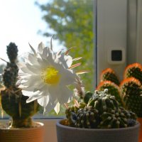 Кактус зацвёл ... :: Константин Анисимов Кактус зацвёл ... :: Константин Анисимов