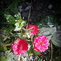 Цветы. :: Владимир Драгунский Цветы. :: Владимир Драгунский