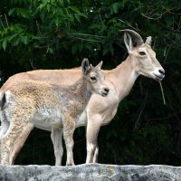 Московский Зоопарк. С мамой. :: Наташа *****