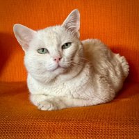 Привет) :: Натали Королева Привет) :: Натали Королева