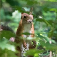 Молодая белка. :: Владимир Безбородов