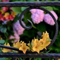 Альстромерия :: Mikhail Irtyshskiy