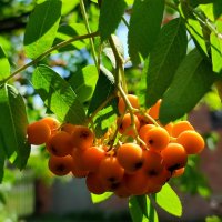 Скоро август.... :: Валентина Богатко 