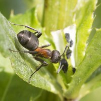 Разрешите :: Геннадий Супрун Разрешите :: Геннадий Супрун