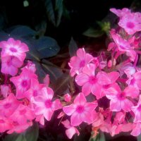 Флоксы :: Елена Семигина