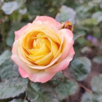 ,,, :: Сергей Тимоновский