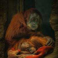 Из жизни в зоопарке. :: Валентин 