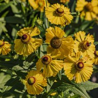 Цветущий июль. :: Петр Беляков Цветущий июль. :: Петр Беляков