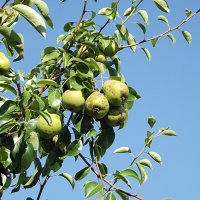 Груши зреют... :: Freddy 97