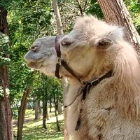 Гордый :: Надежда 