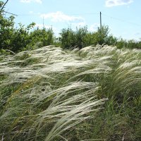Ковыль. :: Виктор 