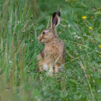 Зайчишка :: Светлана Григорьева