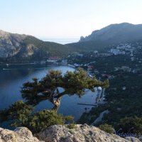 Природа Крыма :: Amazing Cosmea Природа Крыма :: Amazing Cosmea