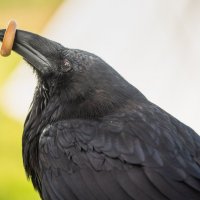 Домашний ворон Карстен. :: Виктор Евстратов