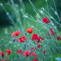 Маковый полет :: liudmila drake