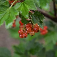 * :: Наталья Покацкая