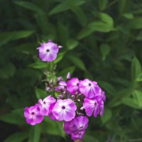 Флоксы :: Светлана Мишенёва