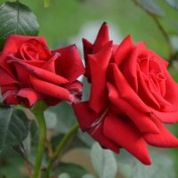 *** :: Надежда Куркина 