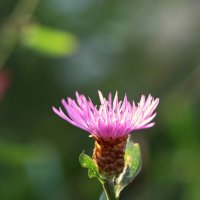 Яркость на солнце. :: Александр Кондаков