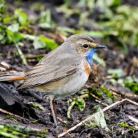 Варакушка :: Laryan1 