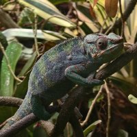 Хамелеон :: <<< Наташа >>>