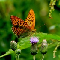 из вчерашней съемки 4 :: Александр Прокудин