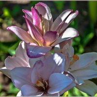 Лето,цветы... :: Aquarius - Сергей