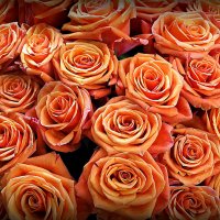 они на радость нам даны :: Олег Лукьянов они на радость нам даны :: Олег Лукьянов