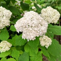 Гортензия :: Сапсан 