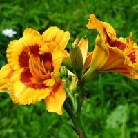 Городские лилии. :: Милешкин Владимир Алексеевич Городские лилии. :: Милешкин Владимир Алексеевич