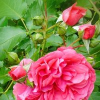 В розарии :: Ольга В розарии :: Ольга