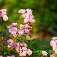 *** :: Иван Литвинов