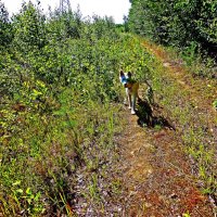 Молодой пес- таежный путешественник! :: Владимир 