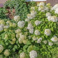 Цветы у стены :: Валерий Иванович