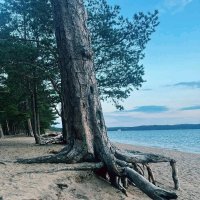 Дерева и корни :: Георгиевич Дерева и корни :: Георгиевич