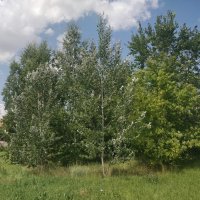 Шум деревье.Ветерок. :: Андрей Хлопонин Шум деревье.Ветерок. :: Андрей Хлопонин