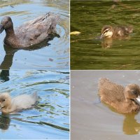 Мама утка и её такие разные птенцы :: Лина 