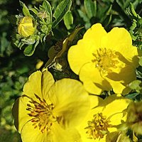 Цветы. :: Владимир Драгунский