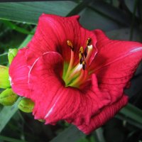 Мелкий, но красивый лилейник :: Людмила Смородинская Мелкий, но красивый лилейник :: Людмила Смородинская