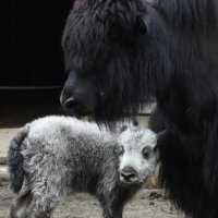 Московский зоопарк. С мамой. :: Наташа ***** Московский зоопарк. С мамой. :: Наташа *****