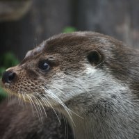 Московский Зоопарк. Выдра. :: Наташа *****