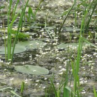 водяной лютик :: Елена Шаламова
