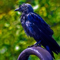 Эй, фотограф, ну дай же после дождичку - Р.р,р,р :: Владимир Максимов