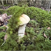 Притаился. :: Валерия Комова