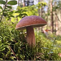 Беленький. :: Валерия Комова