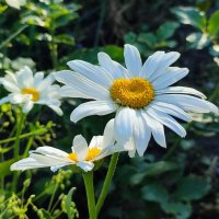 На ромашке паучок :: Валентина Богатко 